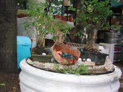 IMG_0338.JPG